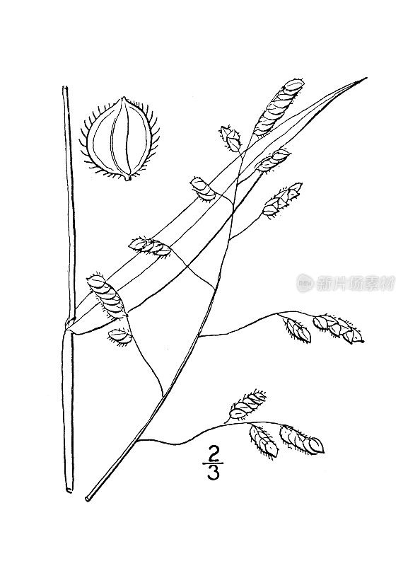 古植物学植物插图:Homalocenchrus lenticularis, Catch fly grass